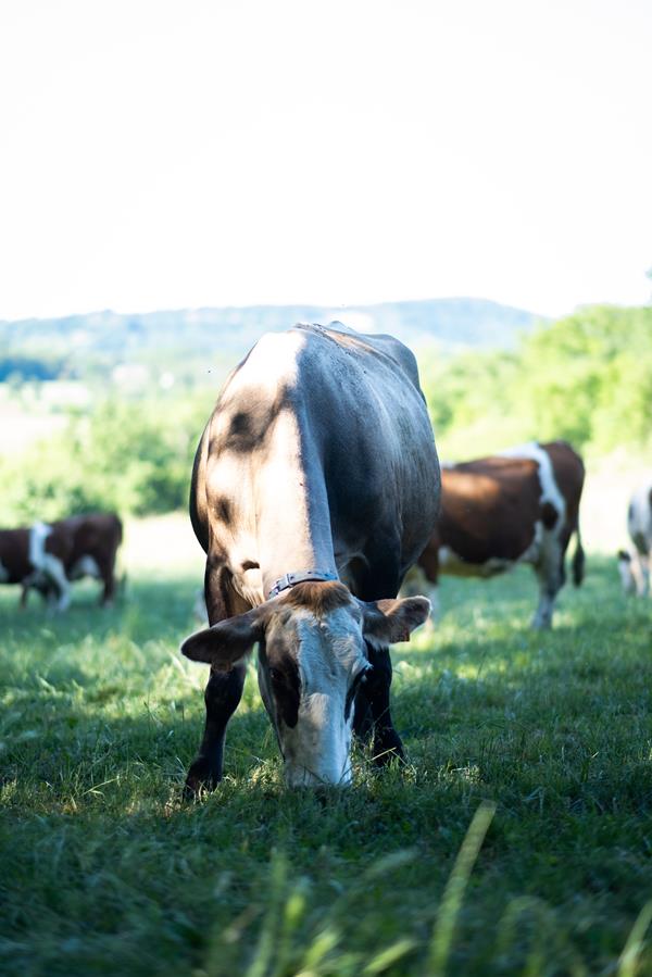 Venez découvrir nos belles vaches